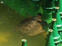 Грибівка база відпочинку Білі роси