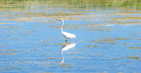 Катранка, фото
