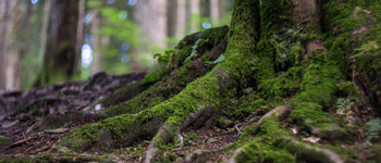 Буковель, Микуличин на фото