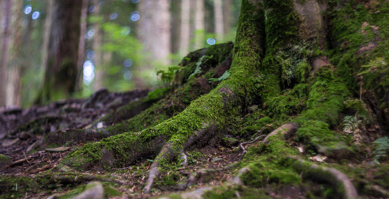 Східниця фото