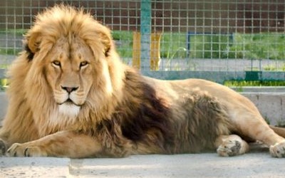 Меденичі зоопарк