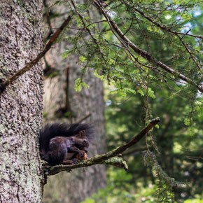 Трускавець