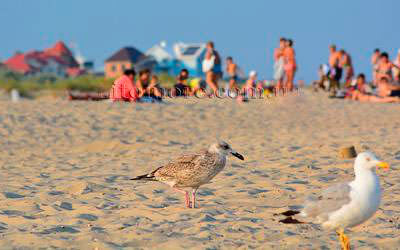 Відпочинок в Одеській області, Кароліно-Бугаз, фото